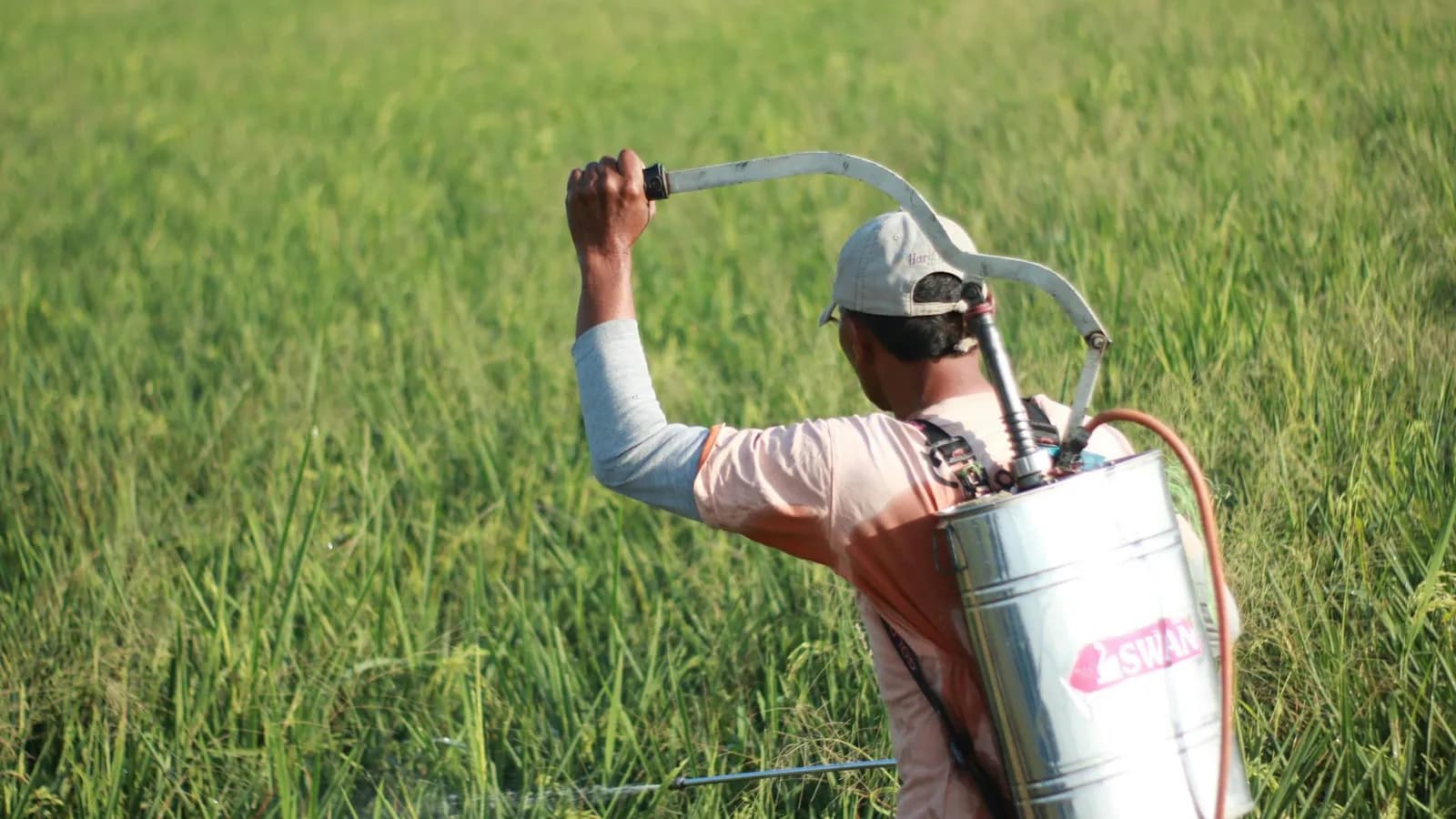 La paradoja del pesticida, el quinto principio del testing que ignora tu equipo